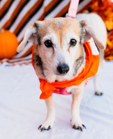 Gifted SRQ Pup-Kin Party