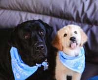 Boone + Gus